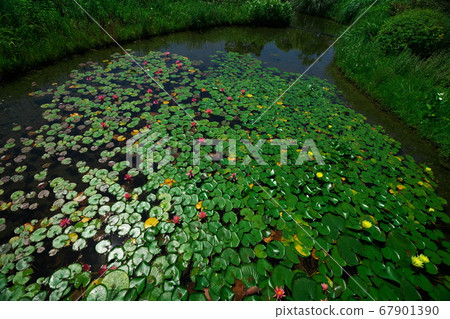 名古屋港口野花花園矢車菊池塘和黃睡蓮 67901390