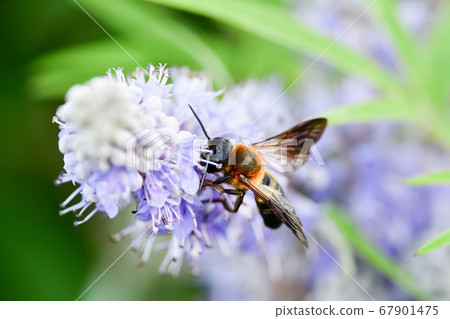 切葉蜂sculpturalis-照片素材（圖片） [67901475] - PIXTA圖庫