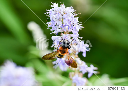 Ladybird Ladybird 67901483
