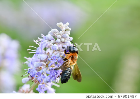 Ladybird Ladybird 67901487