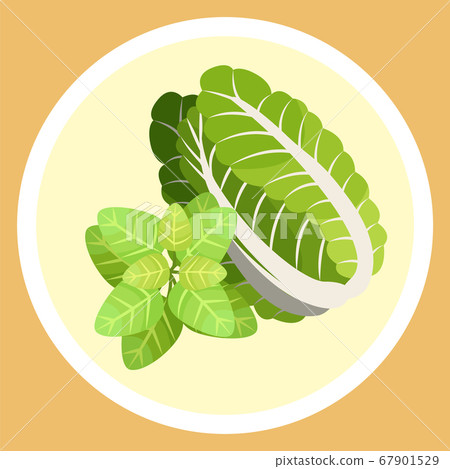 Chinese cabbage and basil leaves, natural organic vegetable and greenery for salad, culinary 67901529