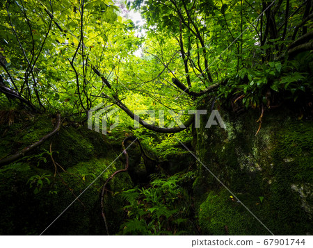 [富山]魚津市Soso的Oosugi洞穴 67901744