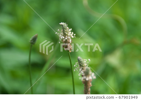 長葉車前 67901949