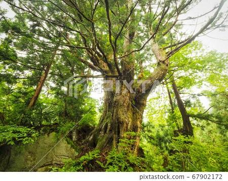 [Toyama] Uozu City Tousugi 67902172