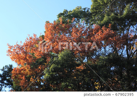 Forest of autumn leaves 67902395