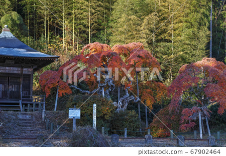 Fukushima Prefecture / Nationally designated natural monument Autumn leaves of "Nakagamado weeping maple" Fukushima Prefecture / Nationally designated natural monument Autumn leaves of "Nakagamado weeping maple" 67902464