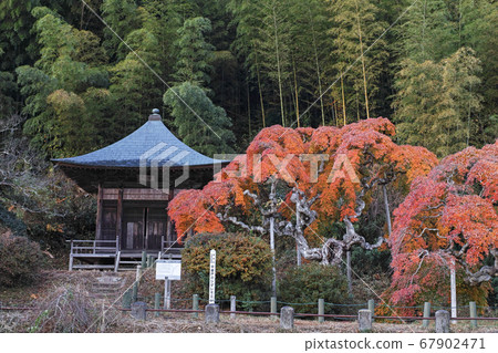 Fukushima Prefecture / Nationally designated natural monument Autumn leaves of "Nakagamado weeping maple" 67902471