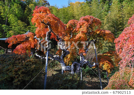 福島縣/國家指定的自然紀念物“中金門垂枝楓”的秋葉 67902513