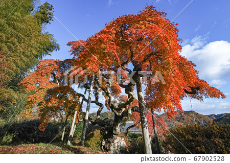 福島縣/國家指定的自然紀念物“中金門垂枝楓”的秋葉 福島縣/國家指定的自然紀念物“中金門垂枝楓”的秋葉 67902528