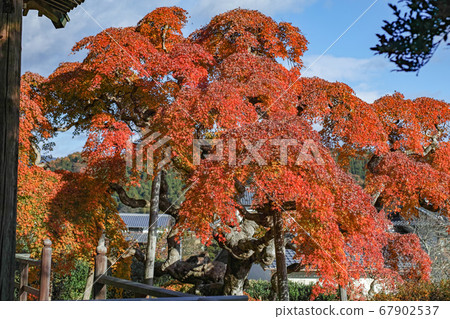 Fukushima Prefecture / Nationally designated natural monument Autumn leaves of "Nakagamado weeping maple" Fukushima Prefecture / Nationally designated natural monument Autumn leaves of "Nakagamado weeping maple" 67902537