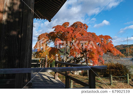 Fukushima Prefecture / Nationally designated natural monument Autumn leaves of "Nakagamado weeping maple" 67902539