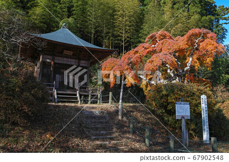 福島縣/國家指定的自然紀念物“中金門垂枝楓”的秋葉 67902548