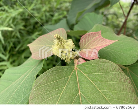 The plant has buds & flowers The plant has buds & flowers 67902569
