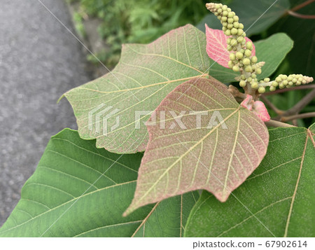 The plant has puds 67902614