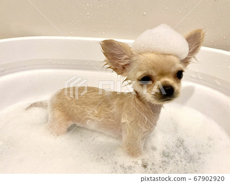 Puppy taking best sale a bath