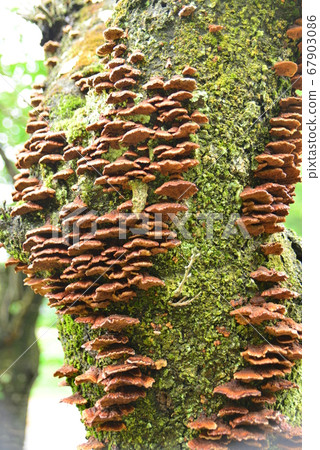 Kawaratake grown on a trunk of cherry blossoms 67903086