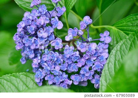 Japanese hydrangea similar to Otafuku beans 67903089