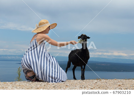 Young attractive female traveler wearing striped summer dress and straw hat squatting, feeding and petting black sheep while traveling Adriatic coast of Croatia Young attractive female traveler wearing striped summer dress and straw hat squatting, feeding and petting black sheep while traveling Adriatic coast of Croatia 67903210