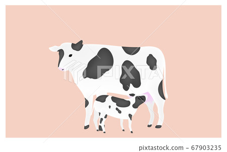 Illustration of a calf sucking the milk of mother cow Pink background 67903235