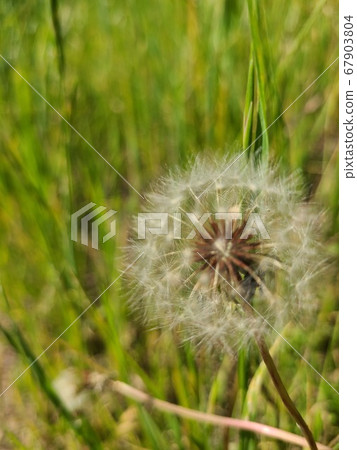 Dandelion Dandelion 67903804