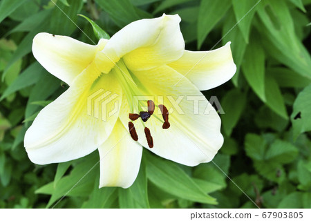 Natural landscape plant photo Casablanca in the garden Large flowers of Casablanca giving off aroma Natural landscape plant photo Casablanca in the garden Large flowers of Casablanca giving off aroma 67903805