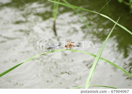 Natural landscape creature photo Newborn dragonfly and female wheat dragonfly Natural landscape creature photo Newborn dragonfly and female wheat dragonfly 67904067