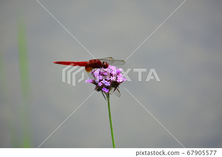 A dragonfly that rests 67905577