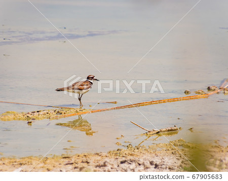 Close up of a cute Plover Close up of a cute Plover 67905683