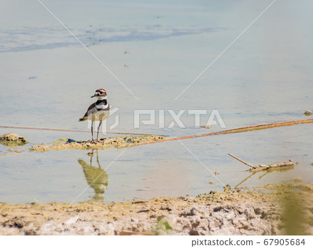 Close up of a cute Plover 67905684