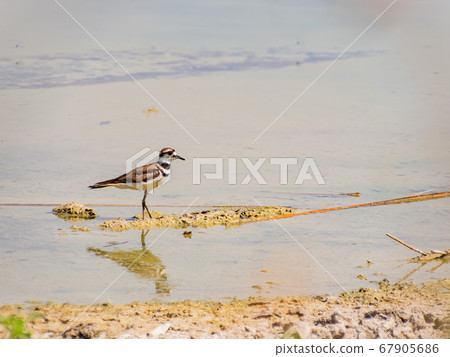 Close up of a cute Plover Close up of a cute Plover 67905686
