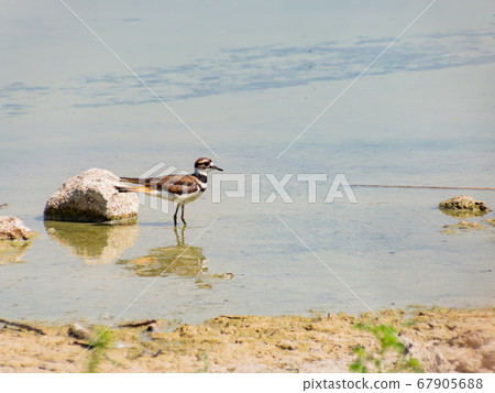 Close up of a cute Plover 67905688