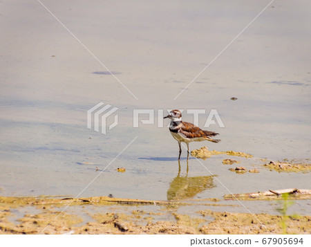 Close up of a cute Plover Close up of a cute Plover 67905694