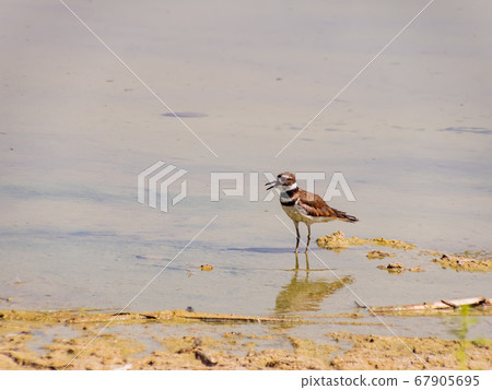 Close up of a cute Plover 67905695