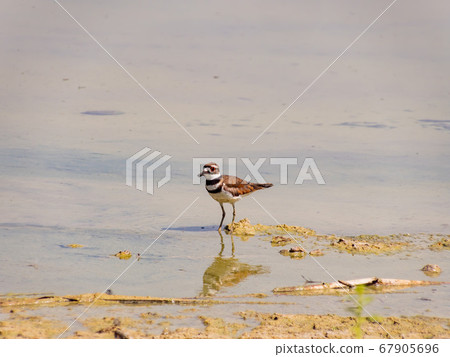 Close up of a cute Plover 67905696