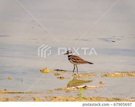 Close up of a cute Plover Close up of a cute Plover 67905697