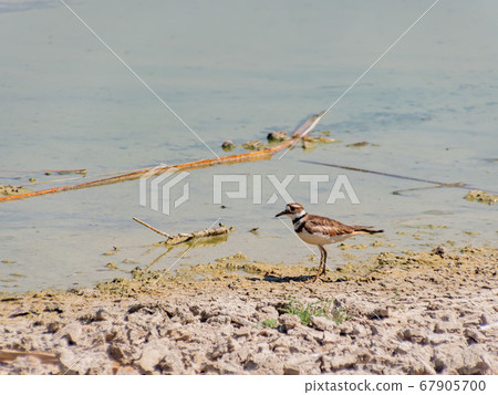 Close up of a cute Plover Close up of a cute Plover 67905700