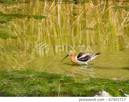 Close up shot of the American avocet 67905717