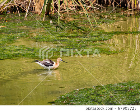 Close up shot of the American avocet 67905725