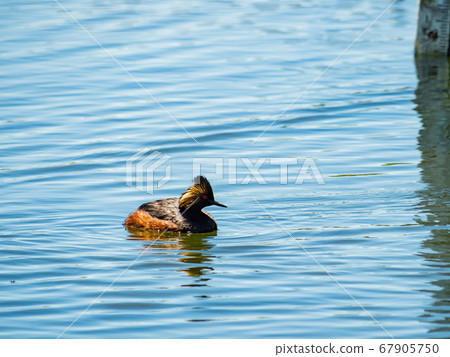 Close up shot of a Black-necked grebe swimming in Close up shot of a Black-necked grebe swimming in 67905750