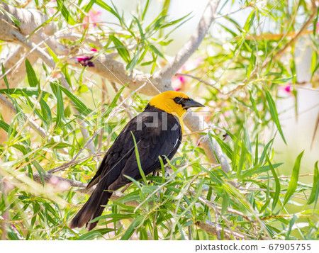 Close up of a cute Yellow-headed blackbird Close up of a cute Yellow-headed blackbird 67905755