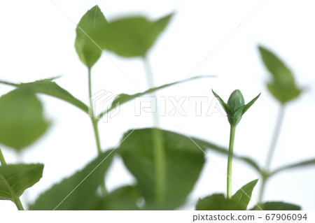 The bellflower of Kikyo, one of the seven autumn herbs (fix photo) 67906094