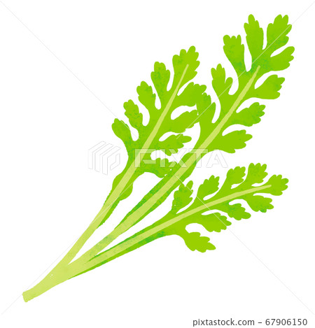 Shanda Shanda 67906150