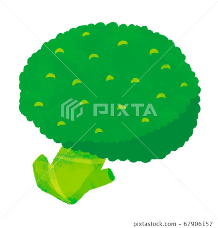 broccoli broccoli 67906157