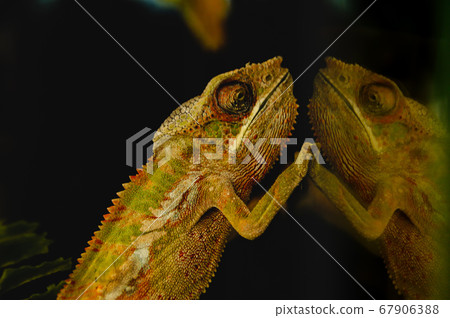 Blur on purpose for background use, a Panther chameleon (Furcifer pardalis) reflected on a glass surface to show concept of duality, abstraction and illusion 67906388