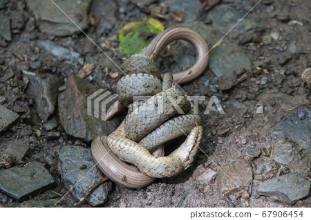 Smooth snake (Coronella austriaca) Smooth snake (Coronella austriaca) 67906454