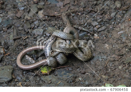 Smooth snake (Coronella austriaca) Smooth snake (Coronella austriaca) 67906458