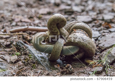 Smooth snake (Coronella austriaca) 67906459