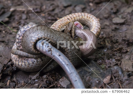 Smooth snake (Coronella austriaca) 67906462