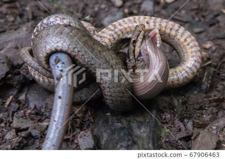 Smooth snake (Coronella austriaca) Smooth snake (Coronella austriaca) 67906463