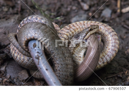 Smooth snake (Coronella austriaca) 67906507